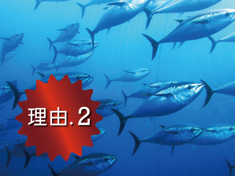 本マグロ養殖に最適な荒海育ちだから活きがいい!
