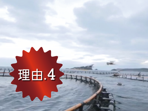 いつでもおいしい本マグロをお届け。鷹島養殖本マグロの規模!